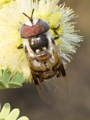 Copestylum fornax