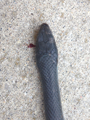 Coluber constrictor foxii