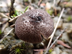 Entoloma purpureofuscum