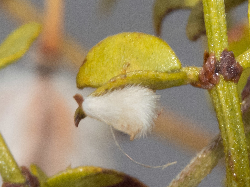 Creosote Woolly Gall Midge