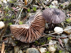 Entoloma purpureofuscum