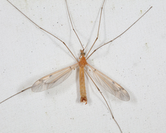 Tipula fuliginosa