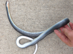 Coluber constrictor foxii