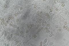 Entoloma purpureofuscum