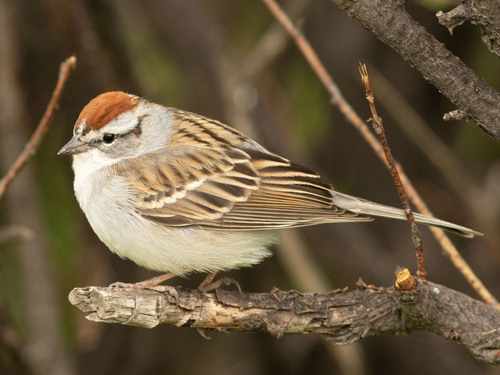 Chipping Sparrow, photo 6 of 10