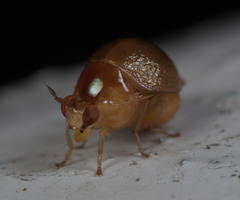 Celyphus difficilis
