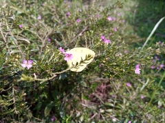 Eurema hecabe