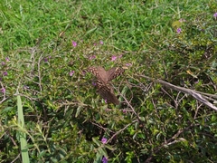 Junonia lemonias