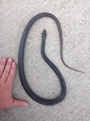 Coluber constrictor foxii