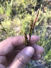 Carex mendocinensis