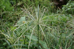 Digitaria horizontalis