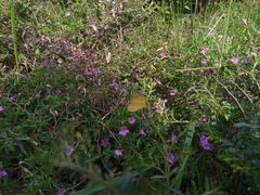 Eurema hecabe