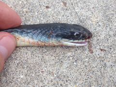 Coluber constrictor foxii