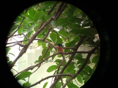 Alcedo atthis