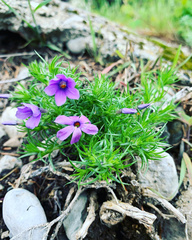 Phlox caespitosa