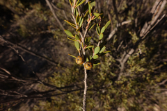 Leptospermum coriaceum