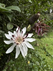 Barnadesia spinosa