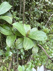 Barnadesia spinosa