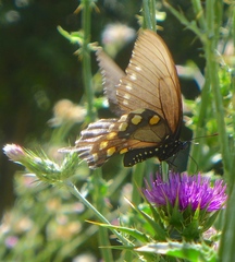 Battus philenor hirsuta