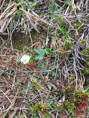 Gagea serotina