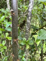 Barnadesia spinosa