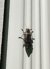 Texania campestris