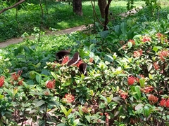 Papilio polytes