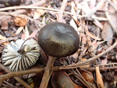 Entoloma discrepans