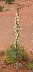 Yucca angustissima angustissima