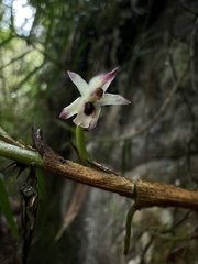 Maxillaria graminifolia