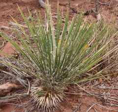 Yucca angustissima angustissima