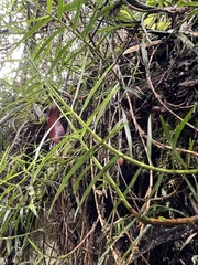 Maxillaria graminifolia