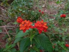 Angiospermae