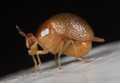 Celyphus difficilis