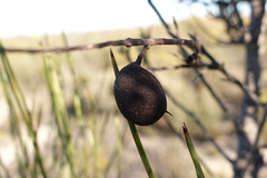 Grevillea pterosperma