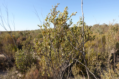 Leptospermum coriaceum