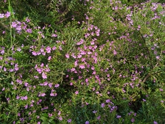 Angiospermae