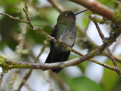 Haplophaedia aureliae