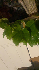 Parthenocissus tricuspidata