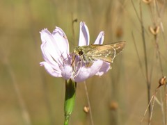Hesperia attalus slossonae