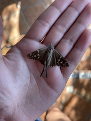 Thorybes dorantes calafia