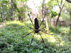 Nephila kuhli