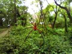 Nephila kuhli