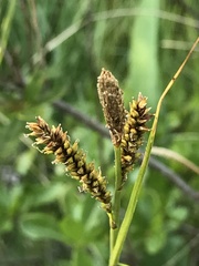 Carex mendocinensis