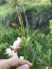 Carex mendocinensis