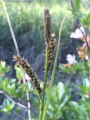 Carex mendocinensis