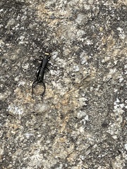 Paratimomenus flavocapitata