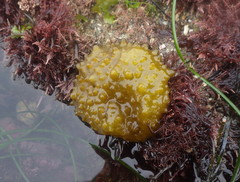 Colpomenia tuberculata