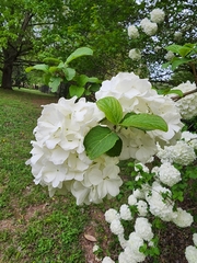 Viburnum macrocephalum