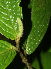 Piper garagaranum